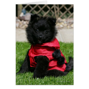 Black Pomeranian Puppy Looking at Camera