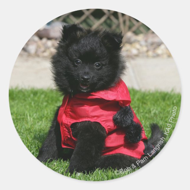 Black Pomeranian Puppy Looking at Camera Classic Round Sticker (Front)