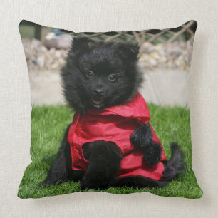 Black Pomeranian Puppy Looking at Camera Cushion