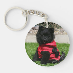Black Pomeranian Puppy Looking at Camera Key Ring