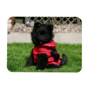 Black Pomeranian Puppy Looking at Camera Magnet