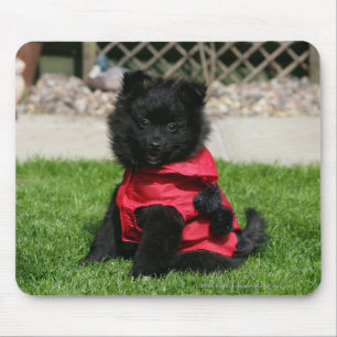 Black Pomeranian Puppy Looking at Camera Mouse Mat