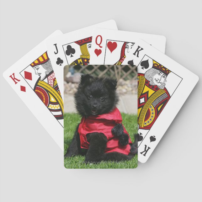 Black Pomeranian Puppy Looking at Camera Playing Cards (Back)