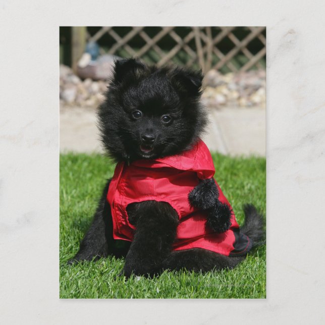 Black Pomeranian Puppy Looking at Camera Postcard (Front)