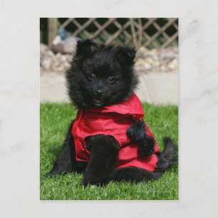 Black Pomeranian Puppy Looking at Camera Postcard