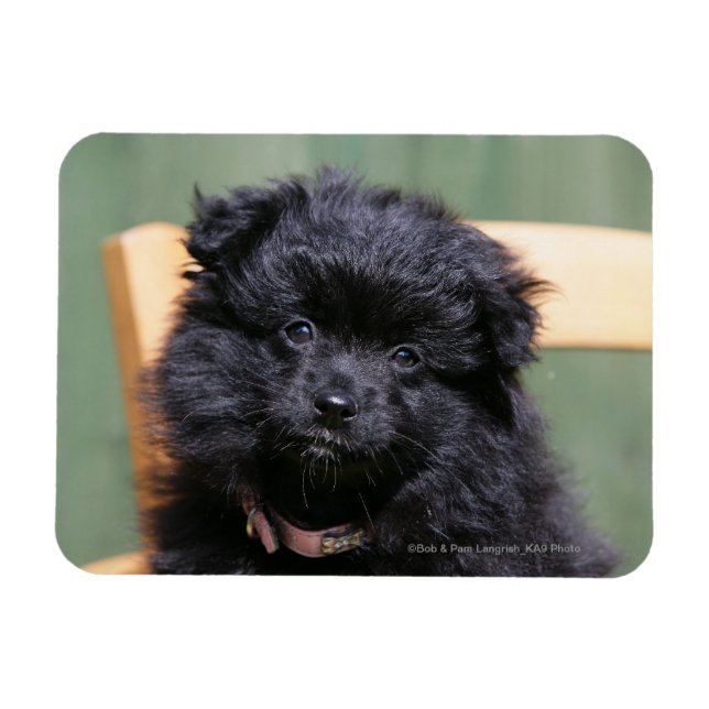 Black Pomeranian Puppy Magnet (Horizontal)