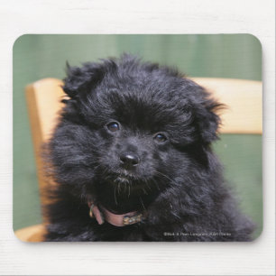 Black Pomeranian Puppy Mouse Mat