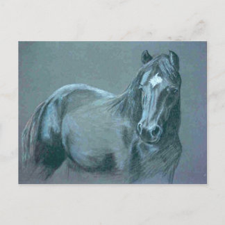 Black Pony Postcard
