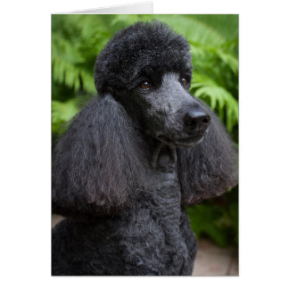 Black Poodle-Blank card
