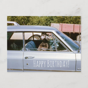 Black Poodle Cute Puppy Dog Head Out Window Postcard