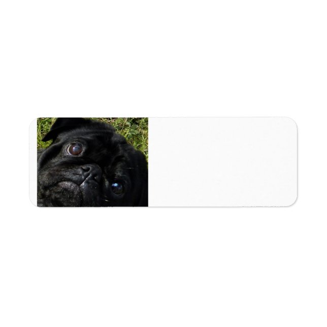 black-pug eyes (Front)