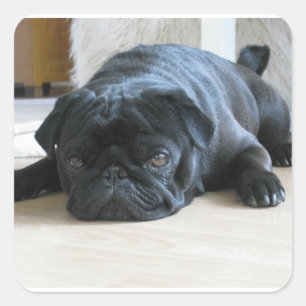 black pug flat square sticker