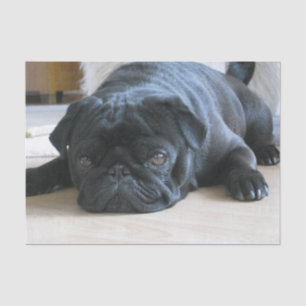 black pug flat tissue paper