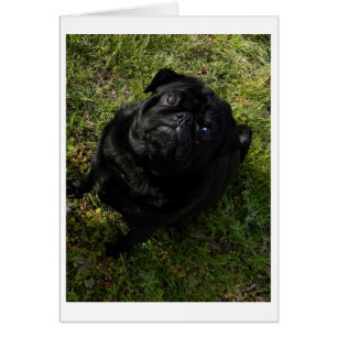 black-pug full.png