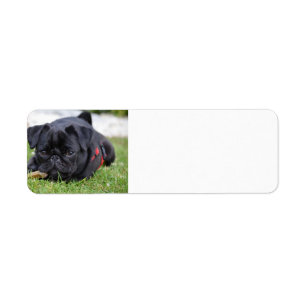 black pug laying