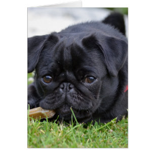 black pug laying