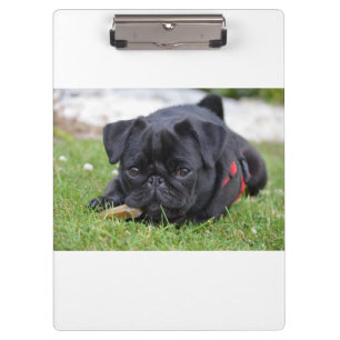 black pug laying clipboard