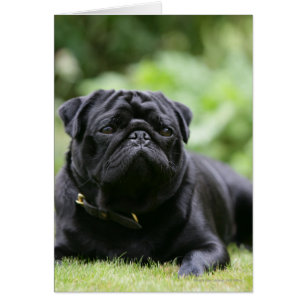 Black Pug Laying Down