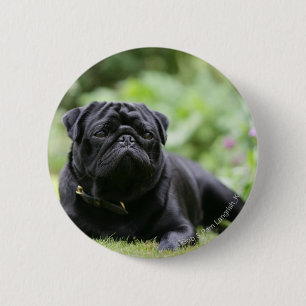 Black Pug Laying Down 6 Cm Round Badge