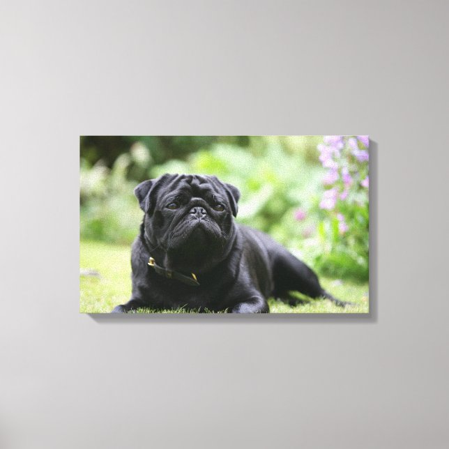 Black Pug Laying Down Canvas Print (Front)