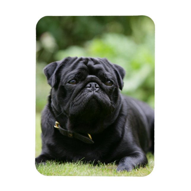 Black Pug Laying Down Magnet (Vertical)