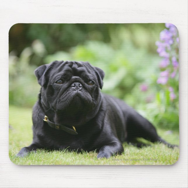 Black Pug Laying Down Mouse Mat (Front)