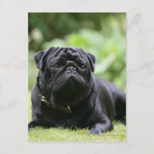 Black Pug Laying Down Postcard
