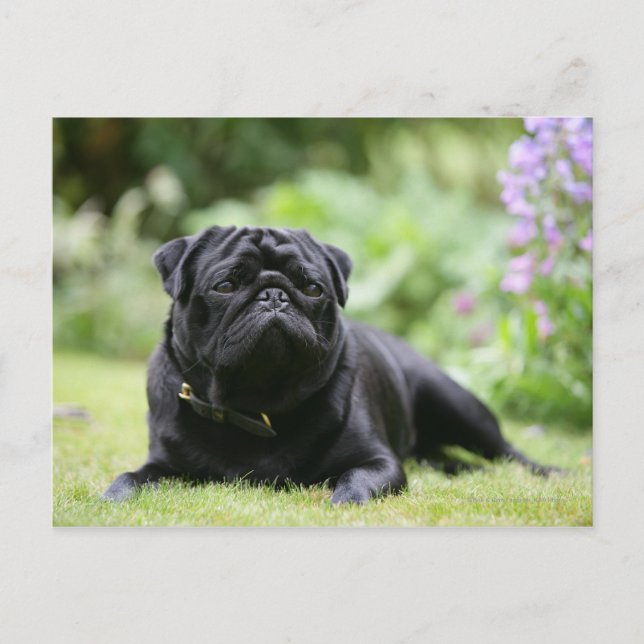 Black Pug Laying Down Postcard (Front)