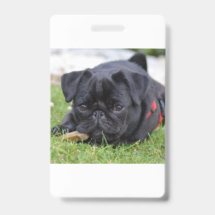 black pug laying ID badge