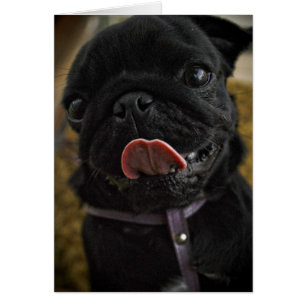 black pug licking