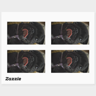 black pug licking rectangular sticker