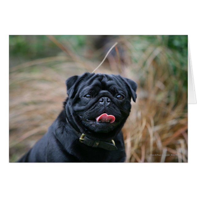 Black Pug Panting While Looking at Camera (Front Horizontal)