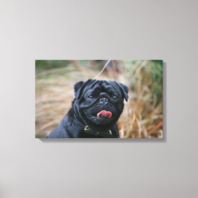 Black Pug Panting While Looking at Camera Canvas Print (Front)