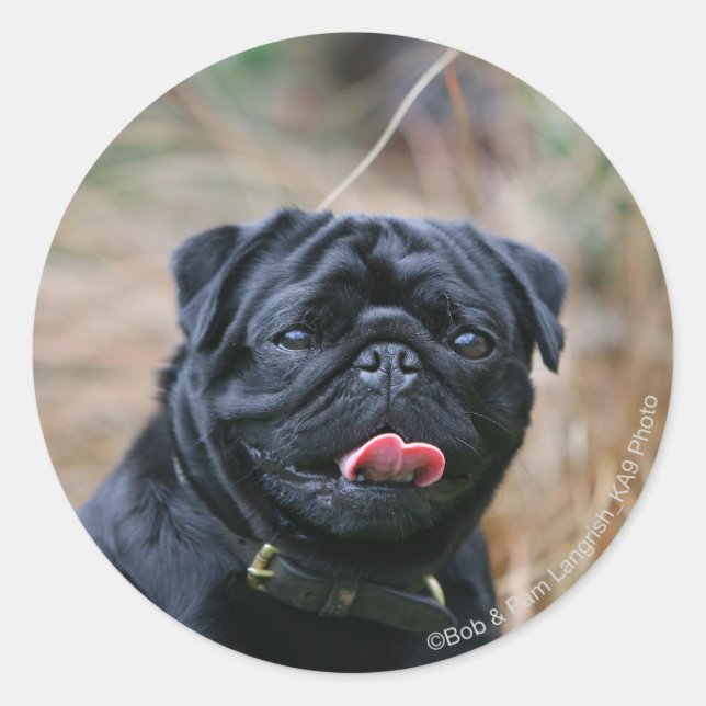 Black Pug Panting While Looking at Camera Classic Round Sticker (Front)