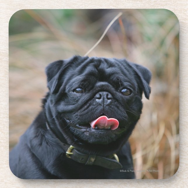 Black Pug Panting While Looking at Camera Coaster (Front)