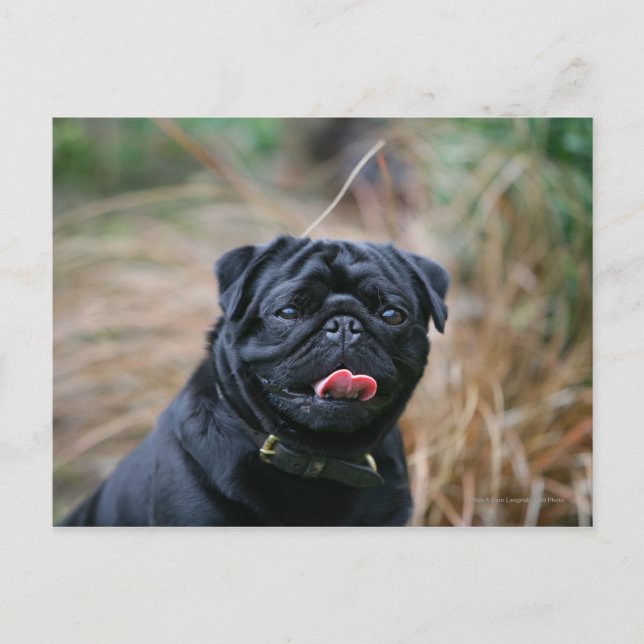 Black Pug Panting While Looking at Camera Postcard (Front)