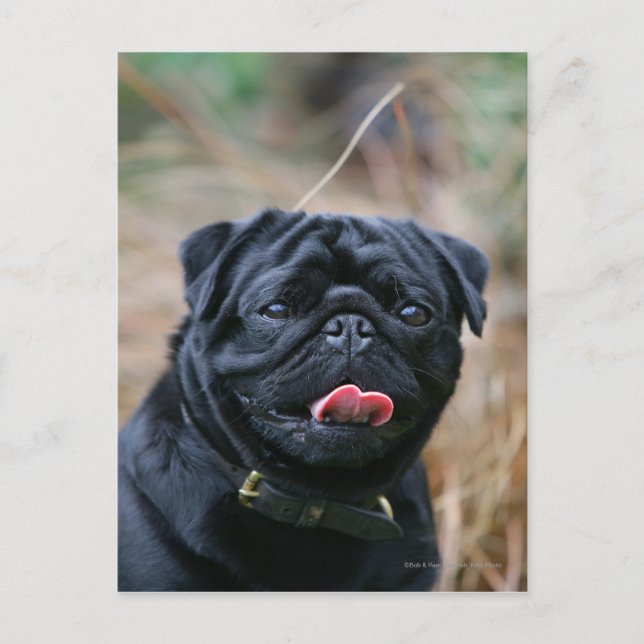 Black Pug Panting While Looking at Camera Postcard (Front)