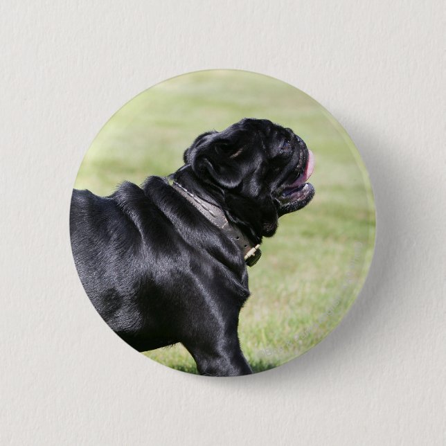 Black Pug Panting While Walking 6 Cm Round Badge (Front)