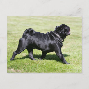 Black Pug Panting While Walking Postcard