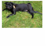 Black Pug Photo Sculpture<br><div class="desc">Black Pug Sculpture is unique & adorable for any pug lover!</div>