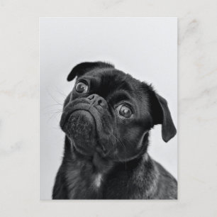 Black Pug Postcard