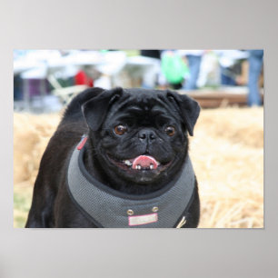 Black Pug poster