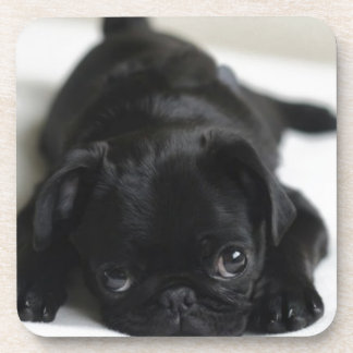 Black Pug Puppy Coaster