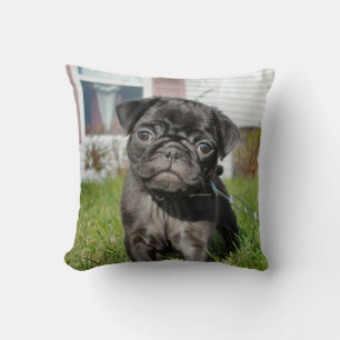 Black pug puppy  cushion