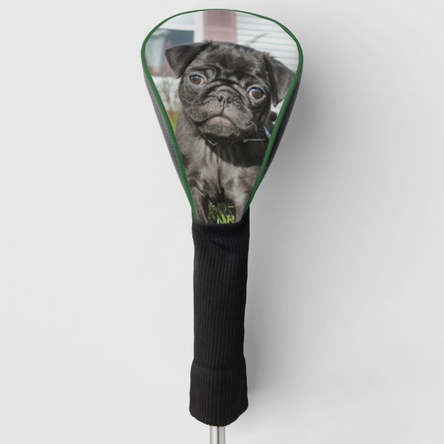 Black Pug puppy Golf Head Cover (Front)