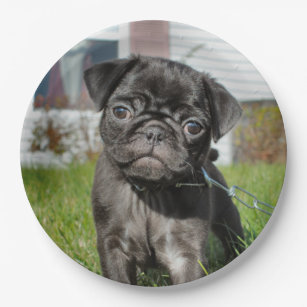 Pug plates 2025