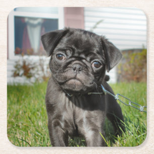 bLACK PUG PUPPY  Paper Plate Square Paper Coaster