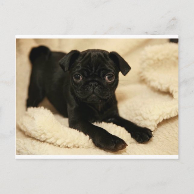 Black Pug Puppy Postcard (Front)