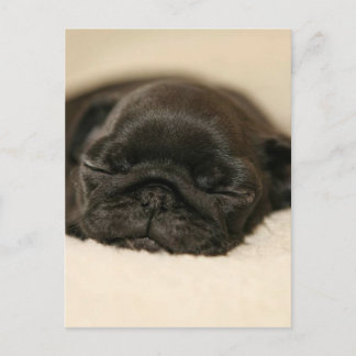 Black Pug Puppy Sleeping Postcard