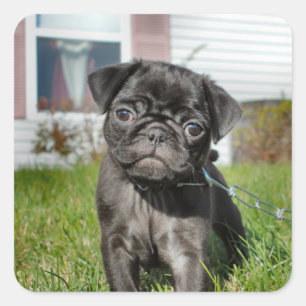 bLACK PUG PUPPY Square Sticker